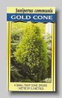 Juniperus communis GOLD CONE